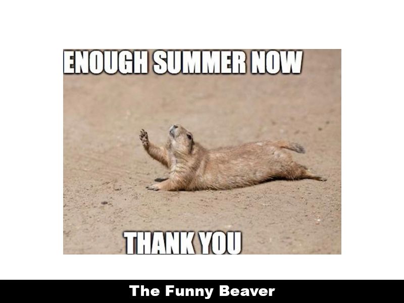 Drought Memes 4 1