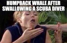 Humpback Whale Spits Out Diver Meme