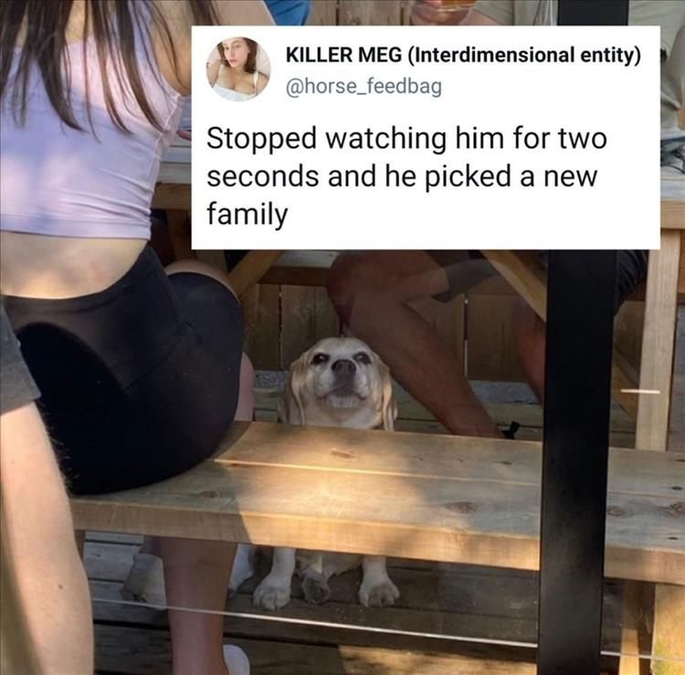 Funny Animal Summer Memes New Family