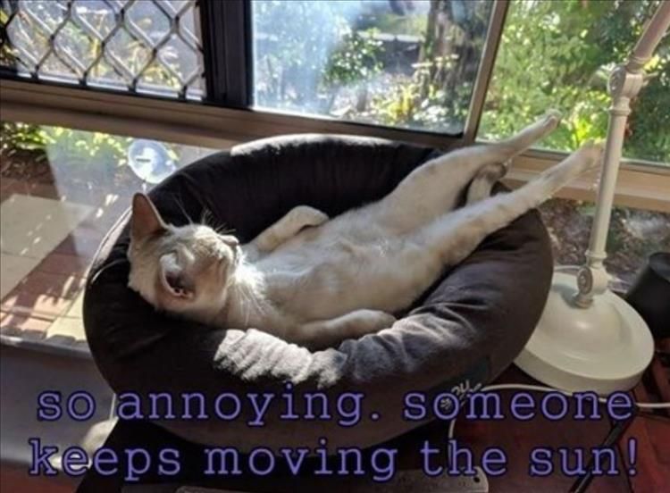 Funny Animal Summer Memes First World Problems