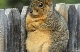 Top 25 Funny Animal Memes Of The Day 60Cc6F4D07290
