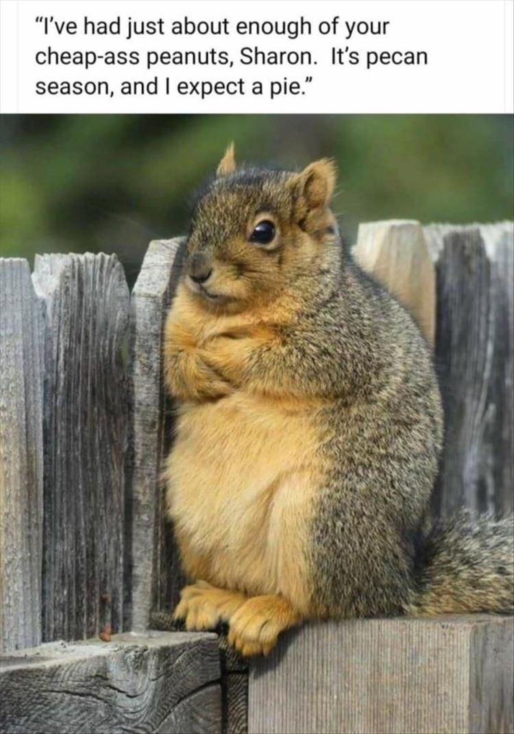 Funny Animal Summer Memes Evolution