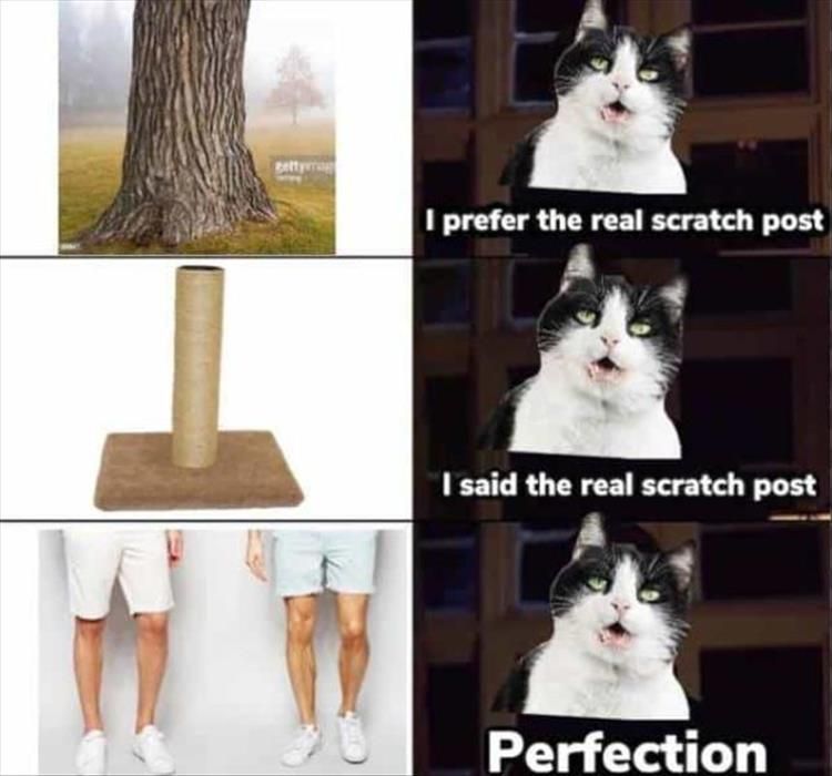 Cutest Pet Memes 2