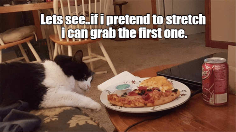 Cutest Pet Memes 4