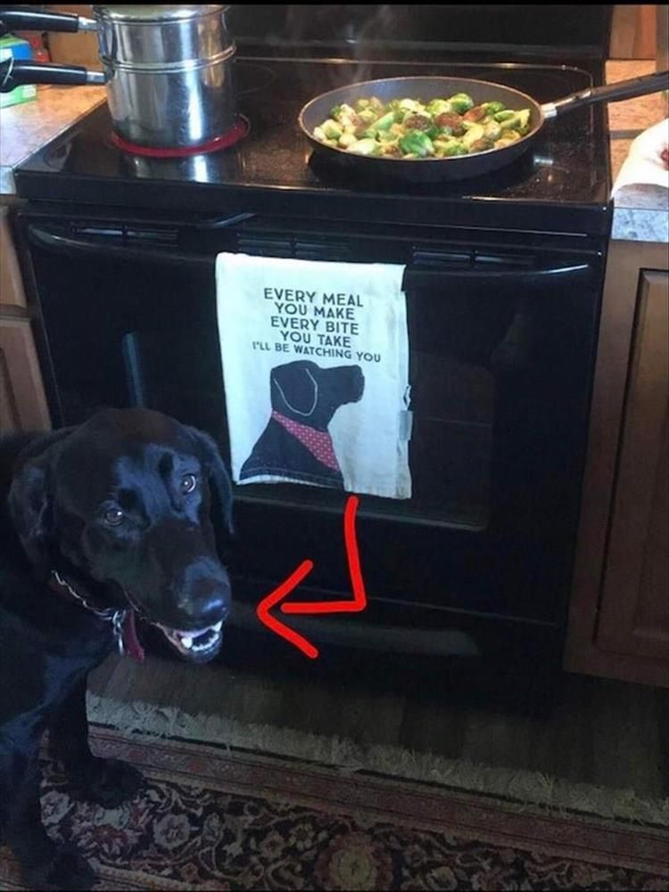 Cutest Pet Memes 7
