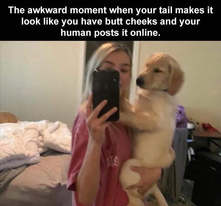 Cutest Pet Memes 8