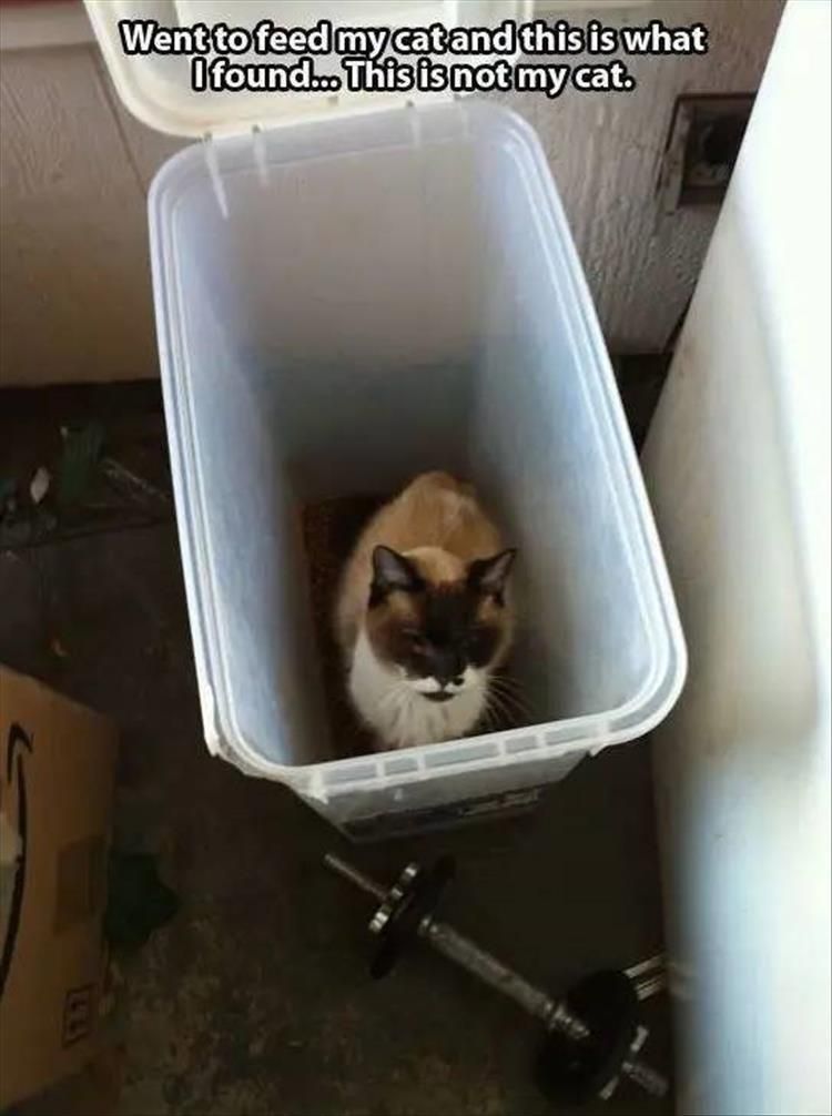 Cutest Pet Memes 10