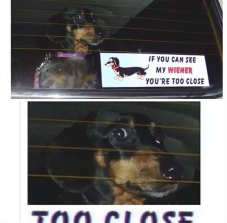 Cutest Pet Memes 11