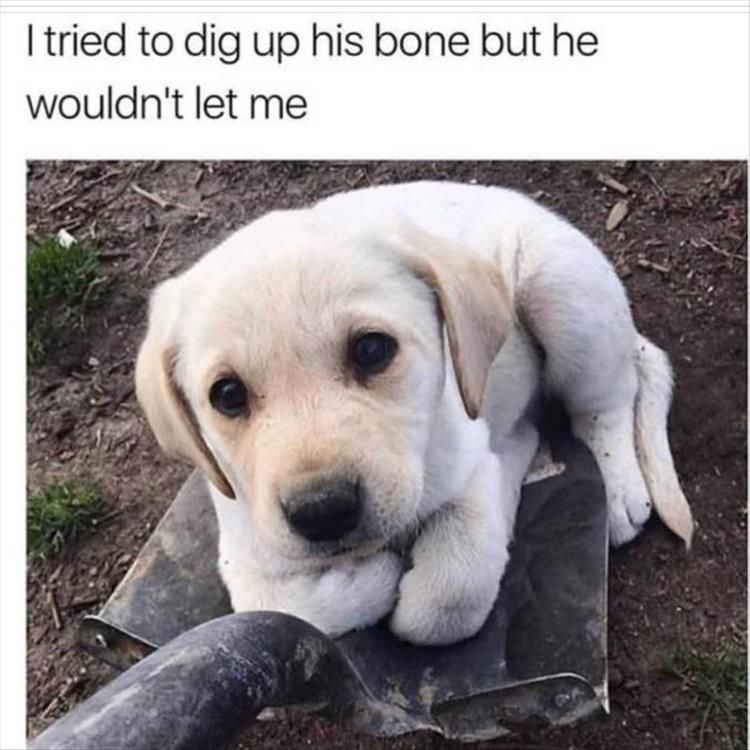 Cutest Pet Memes 12