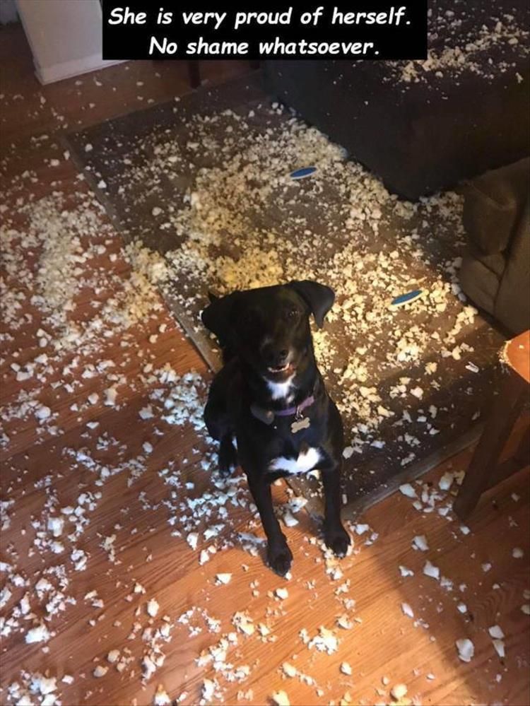 Cutest Pet Memes 17