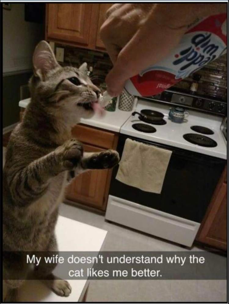 Top 28 Funny Animal Memes Of The Day 60C9Cc46C4F4A