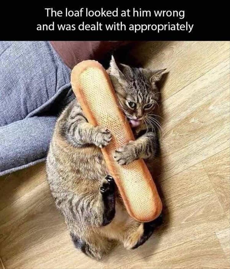 Top 28 Funny Animal Memes Of The Day 60C9Cc4735131