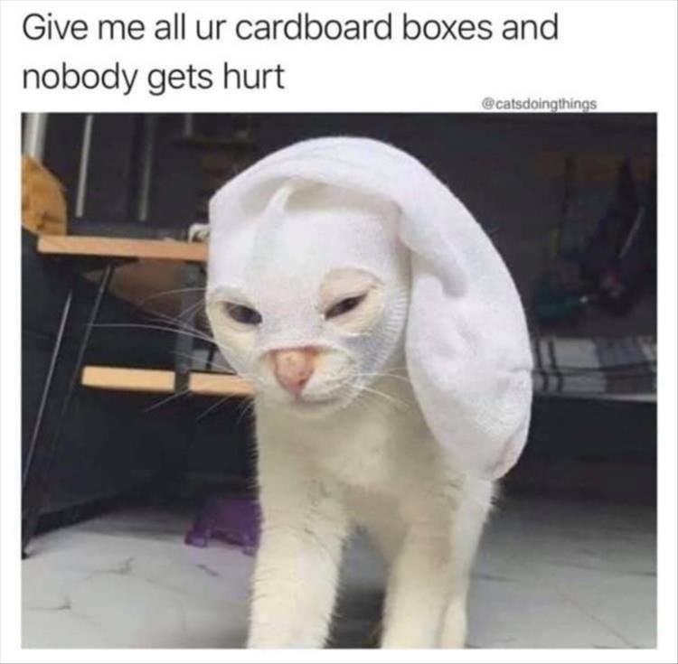 Top 28 Funny Animal Memes Of The Day 60C9Cc49B9607