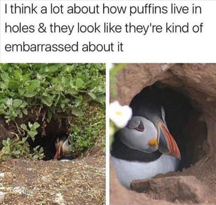 Top 28 Funny Animal Memes Of The Day 60C9Cc4A7Da7B