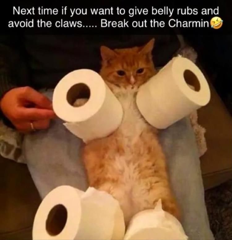 Top 28 Funny Animal Memes Of The Day 60C9Cc4Bb2529