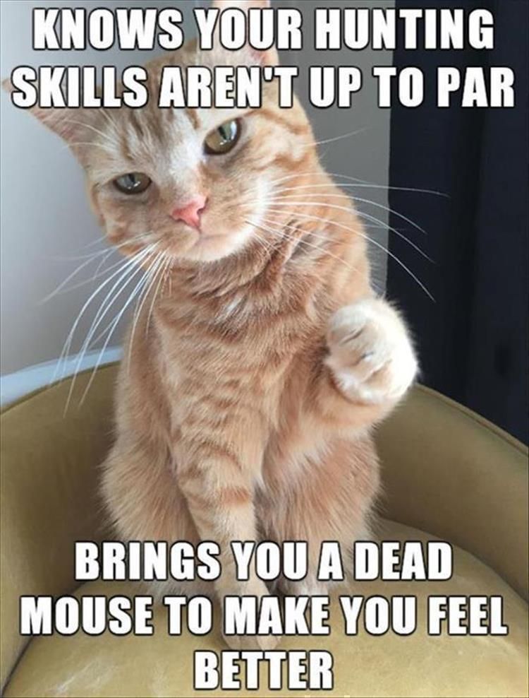 Top 28 Funny Animal Memes Of The Day 60C9Cc5304248