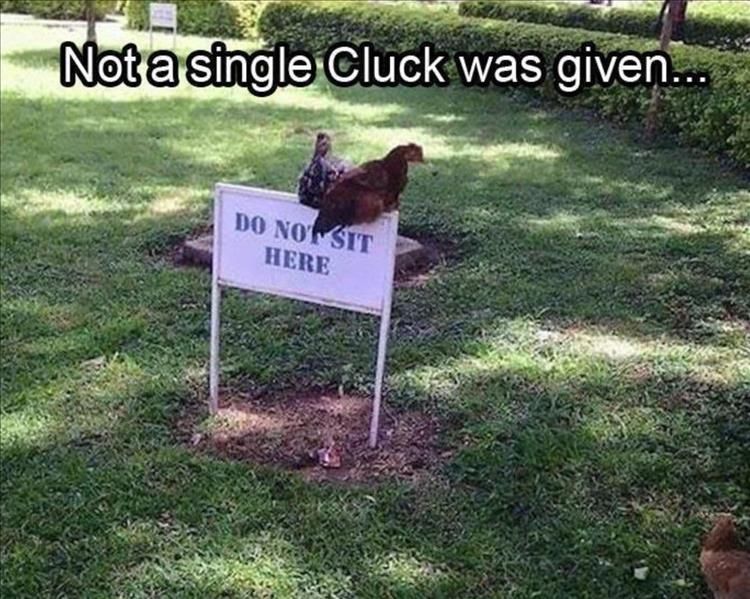 Funny Animal Summer Memes No Flying Cluck