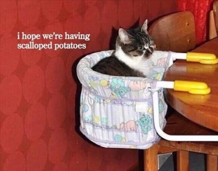 Funny Animal Summer Memes Wedding Crasher'S Cat