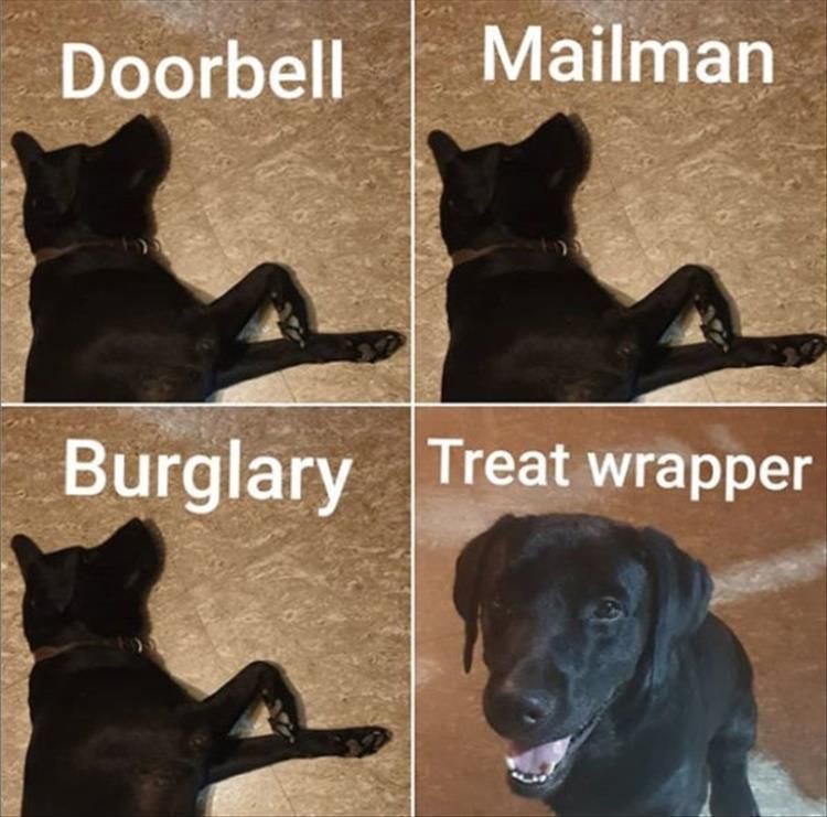 Funny Animal Summer Memes Guard Dog 101