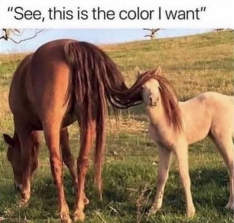 Top 30 Funny Animal Memes Of The Day 60D4584Ca6051