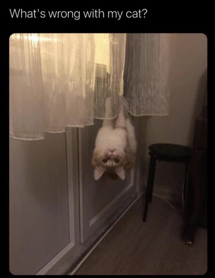 Top 30 Funny Animal Memes Of The Day 60D4584Dac59A
