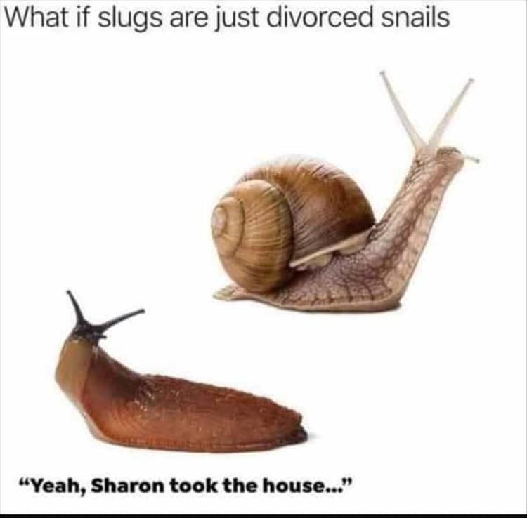 Top 30 Funny Animal Memes Of The Day 60D4584E35F2E