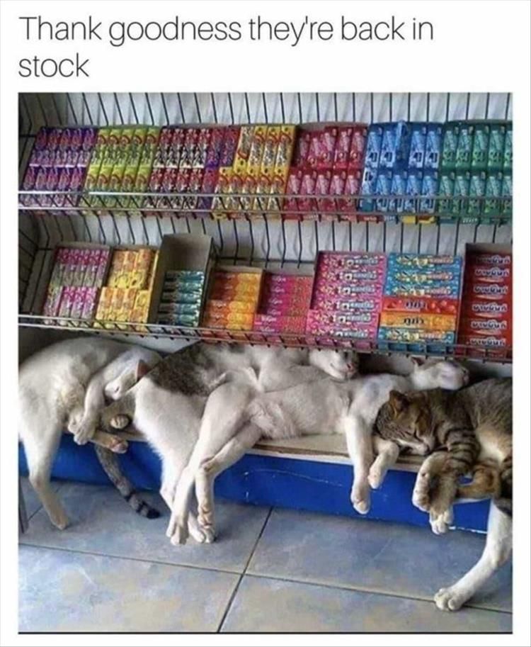 Top 30 Funny Animal Memes Of The Day 60D4584E8F924