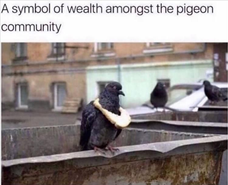 Top 30 Funny Animal Memes Of The Day 60D4584Fced7A