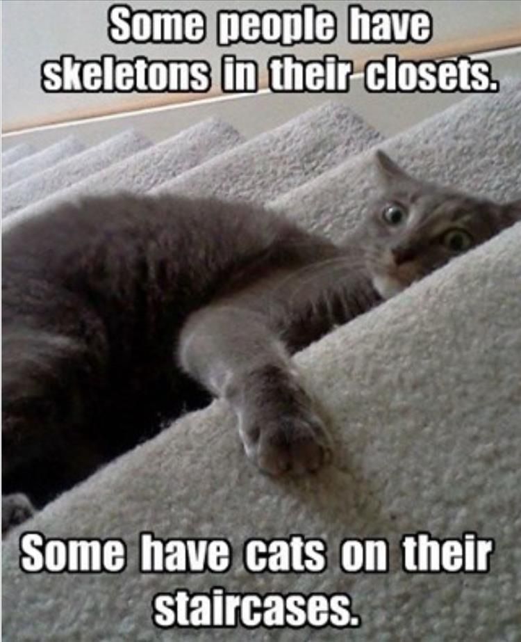 Top 30 Funny Animal Memes Of The Day 60D45850A1C97