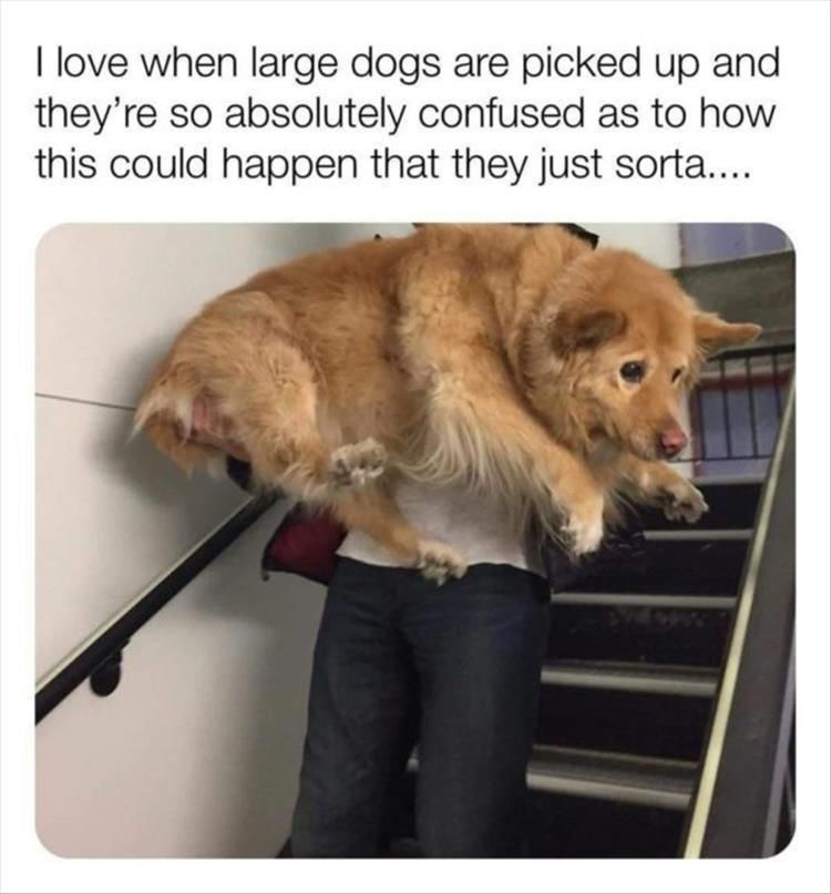 Top 30 Funny Animal Memes Of The Day 60D4585146C03