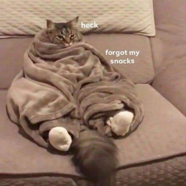 Top 30 Funny Animal Memes Of The Day 60D458538A9Fb