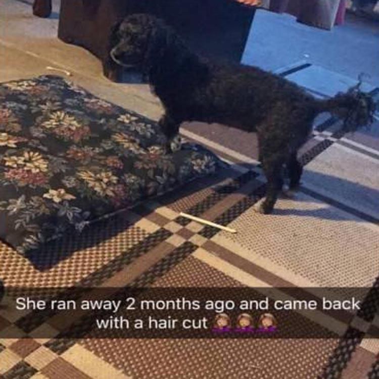 Top 30 Funny Animal Memes Of The Day 60D45854859B1