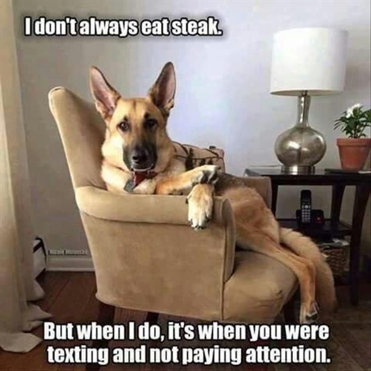 Top 30 Funny Animal Memes Of The Day 60D458551Afb1