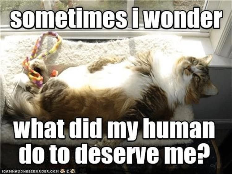 Top 30 Funny Animal Memes Of The Day 60D4585752E1F