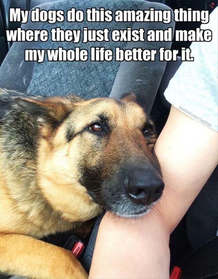 Top 30 Funny Animal Memes Of The Day 60D458580E910