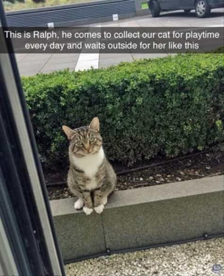 Top 30 Funny Animal Memes Of The Day 60D458593D15D