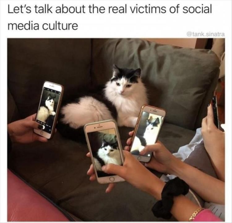 Top 34 Funny Animal Memes Of The Day 60D6Fb73152A5
