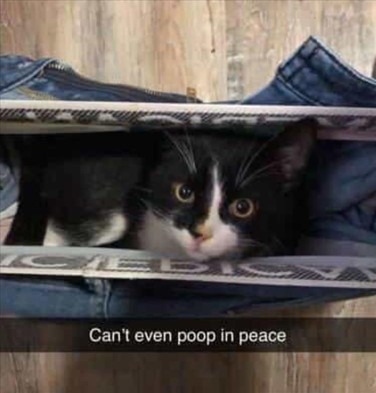 Top 34 Funny Animal Memes Of The Day 60D6Fb73D090B