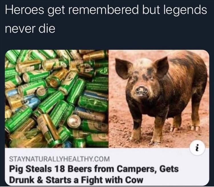 Top 34 Funny Animal Memes Of The Day 60D6Fb74A040A