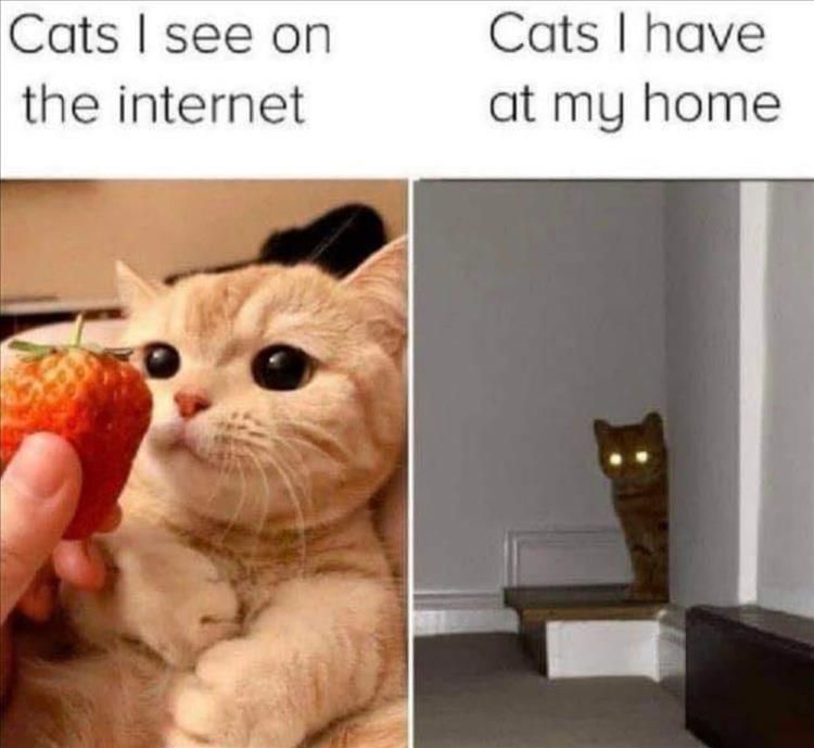 Top 34 Funny Animal Memes Of The Day 60D6Fb756Bf74