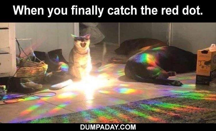 Top 34 Funny Animal Memes Of The Day 60D6Fb76Ee92A