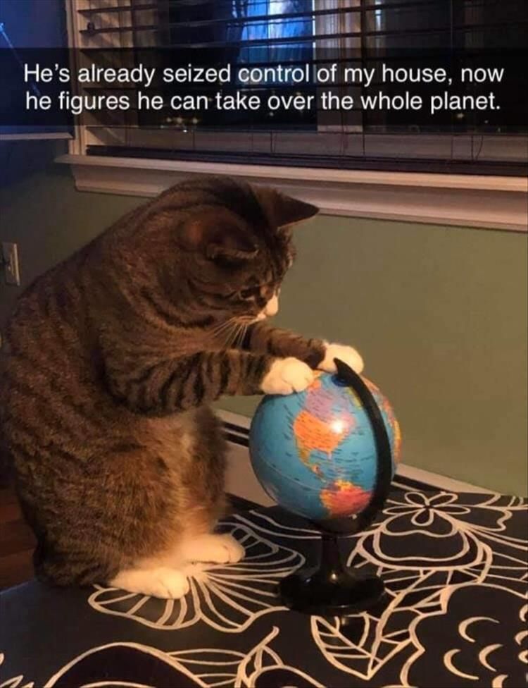 Top 34 Funny Animal Memes Of The Day 60D6Fb77Abae0