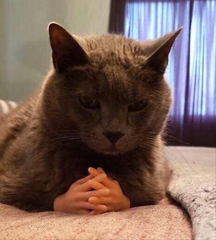Top 34 Funny Animal Memes Of The Day 60D6Fb78E2E1F