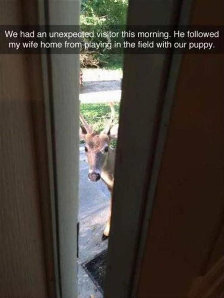 Top 34 Funny Animal Memes Of The Day 60D6Fb7Aa9608