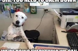 Top 34 Funny Animal Memes Of The Day 60D6Fb7B972A5