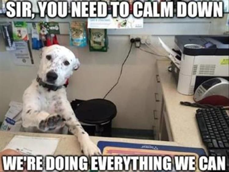 Top 34 Funny Animal Memes Of The Day 60D6Fb7B972A5