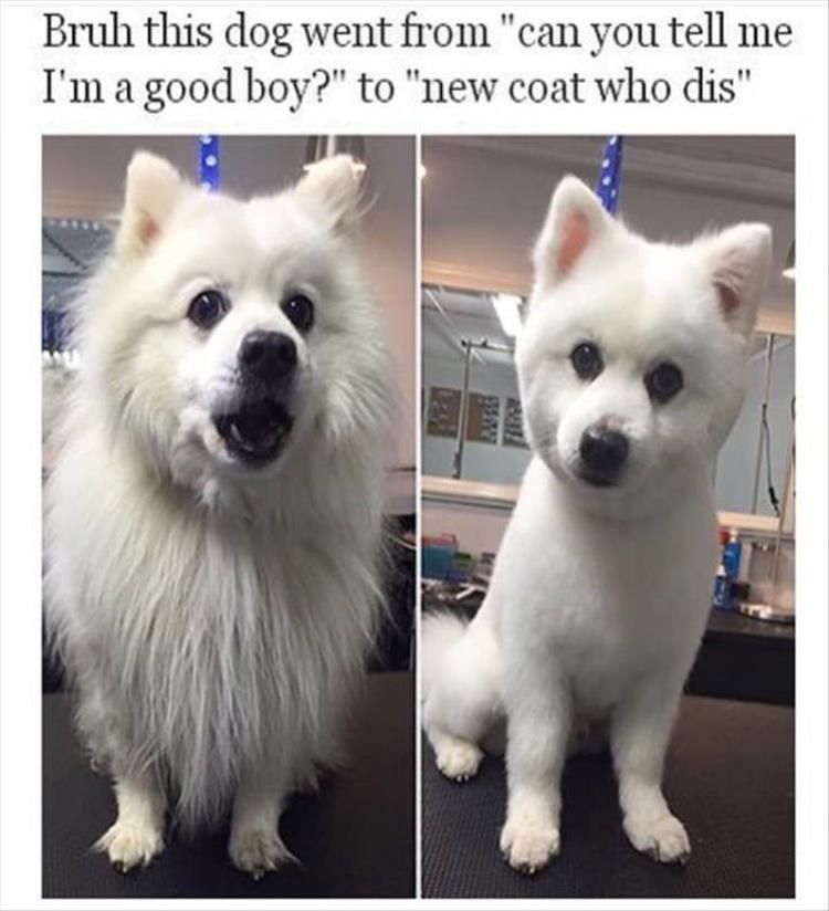 Top 34 Funny Animal Memes Of The Day 60D6Fb7Bdafae