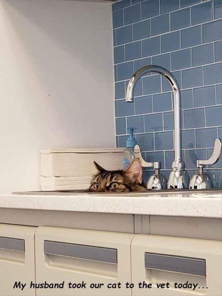 Top 34 Funny Animal Memes Of The Day 60D6Fb7D2A30A