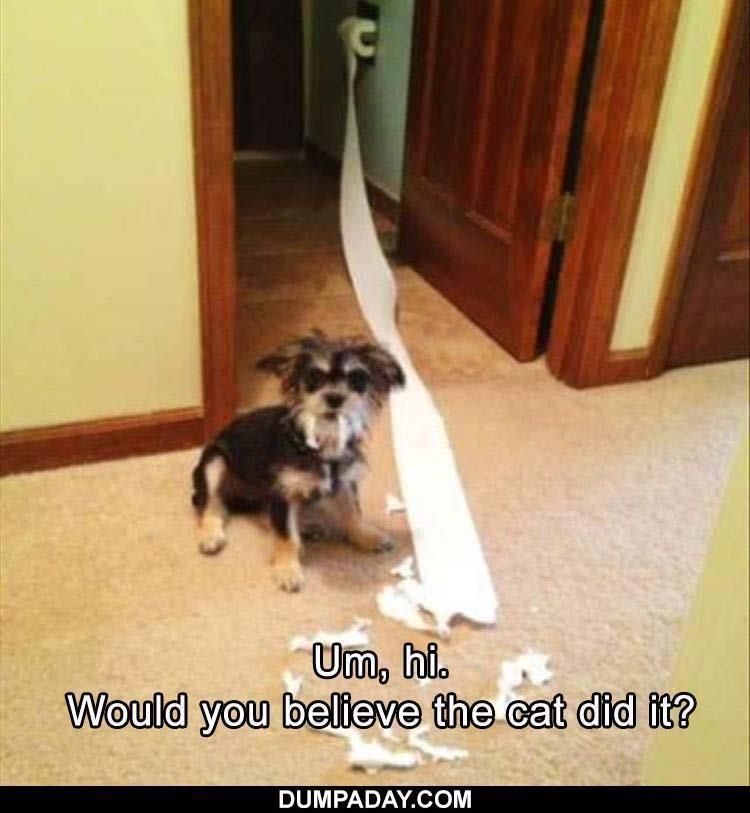 Top 34 Funny Animal Memes Of The Day 60D6Fb7Fecf4C