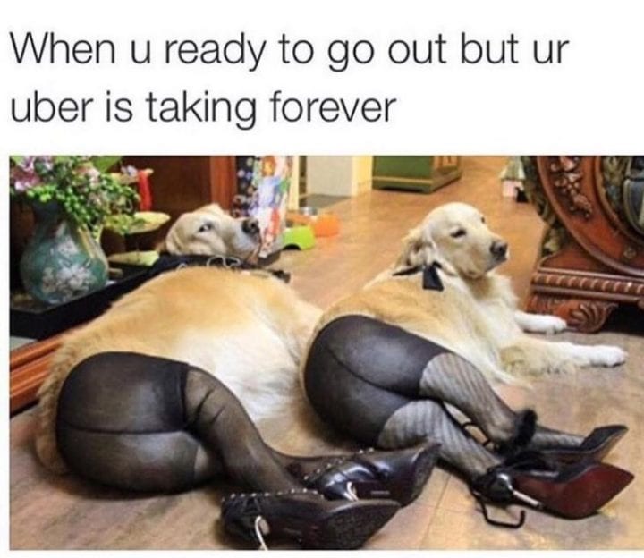 20 Cute And Funny Dog Memes For Pet Lovers 